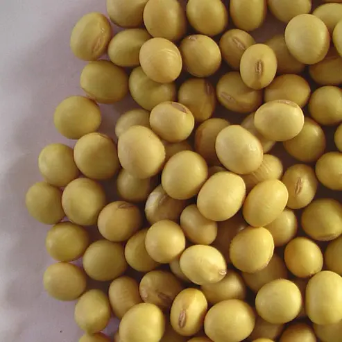 SoyaBean 01