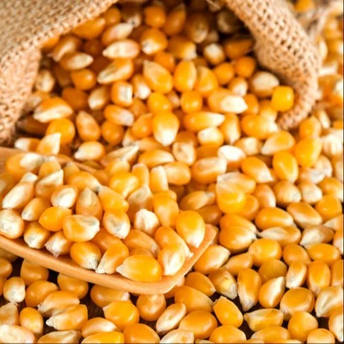 premium yellow corn maize for animal feed for export 500x500 1